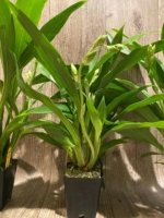 Double Spikes Zypgopetalum Jumpin Jack (3.5" pot) - Image 7