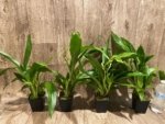 Double Spikes Zypgopetalum Jumpin Jack (3.5" pot) - Image 3