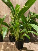 Double Spikes Zypgopetalum Jumpin Jack (3.5" pot) - Image 6