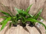 Triple Spikes Zypgopetalum Jumpin Jack (3.5" pot) - Image 7