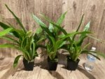 Triple Spikes Zypgopetalum Jumpin Jack (3.5" pot) - Image 3