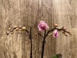 Double Spikes Phalaenopsis Purple Spotted (3.5" pot) - Image 3
