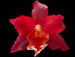 Double Spikes Oncidium Aloha Kapoho (3.5” pot)