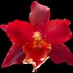 Double Spikes Oncidium Aloha Kapoho (3.5” pot)