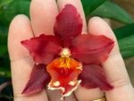Double Spikes Oncidium Aloha Kapoho (3.5” pot) - Image 3