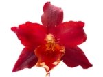Double Spikes Oncidium Aloha Kapoho (3.5” pot) - Image 2