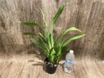 In Spike Miltoniopsis QF Amber (Maui Fushion ‘Purple Sun x Bertha Backer ‘Florentine’) (3.5” pot) - Image 6