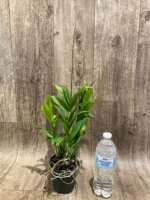Double Spikes Dendrobium Blue Seas (3.5” pot) - Image 6