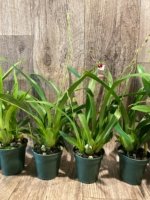 In Spikes Miltoniopsis Maui Charm 'Sakura' (3" Pot) - Image 4