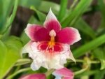 Triple Spikes Miltoniopsis Maui Charm 'Sakura' (3" Pot) - Image 2