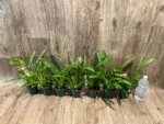 In Spikes Miltoniopsis Maui Charm 'Sakura' (3" Pot) - Image 7