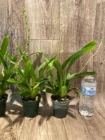 Triple Spikes Miltoniopsis Maui Charm 'Sakura' (3" Pot) - Image 4
