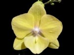 Double Spikes Phalaenopsis (Tying Shin Melody × KS Big Johnson) (4" pot)