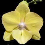 Double Spikes Phalaenopsis (Tying Shin Melody × KS Big Johnson) (4" pot)
