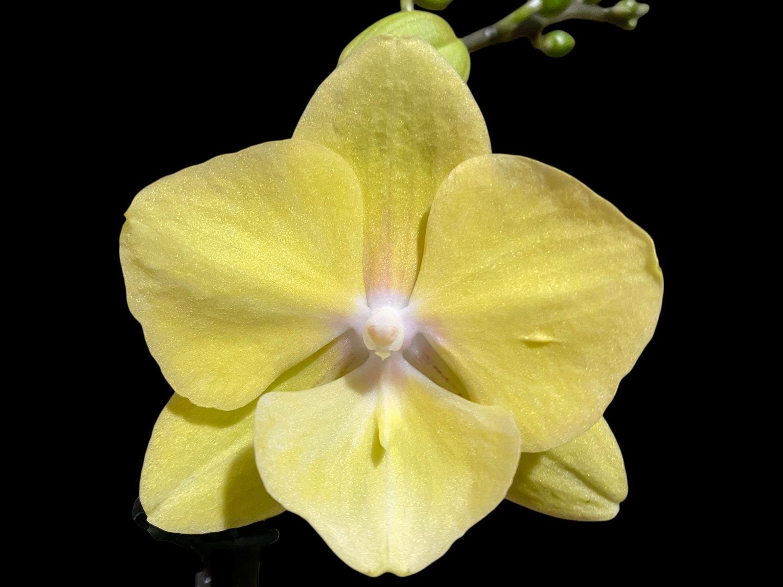 il_fullxfull.8462983203_qpoy.jpg Double Spikes Phalaenopsis (Tying Shin Melody × KS Big Johnson) (4" pot) - Image 1