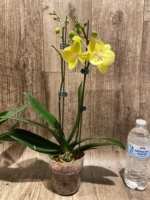 Double Spikes Phalaenopsis (Tying Shin Melody × KS Big Johnson) (4" pot) - Image 8