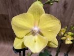 Double Spikes Phalaenopsis (Tying Shin Melody × KS Big Johnson) (4" pot) - Image 3