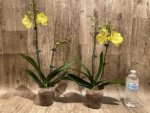 Double Spikes Phalaenopsis (Tying Shin Melody × KS Big Johnson) (4" pot) - Image 5