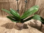 Double Spikes Phalaenopsis (Tying Shin Melody × KS Big Johnson) (4" pot) - Image 11
