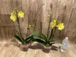 Double Spikes Phalaenopsis (Tying Shin Melody × KS Big Johnson) (4" pot) - Image 9