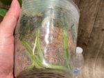 Phalaenopsis Taisuco Wonder (4.5" pot) - Image 8