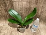 Phalaenopsis Taisuco Wonder (4.5" pot) - Image 7