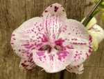 Double Spikes Rare Phalaenopsis Novelty (4.5" Pot) - Image 2