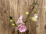 Double Spikes Rare Phalaenopsis Novelty (4.5" Pot) - Image 5