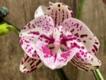 Double Spikes Rare Phalaenopsis Novelty (4.5" Pot) - Image 4