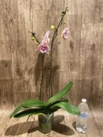 Double Spikes Rare Phalaenopsis Novelty (4.5" Pot) - Image 7