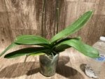 Double Spikes Rare Phalaenopsis Novelty (4.5" Pot) - Image 9