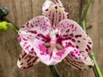 Double Spikes Rare Phalaenopsis Novelty (4.5" Pot)