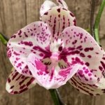 Double Spikes Rare Phalaenopsis Novelty (4.5" Pot)