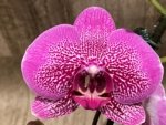 In Spikes Phalaenopsis Pink Leopard (4.5" Pot) - Image 3