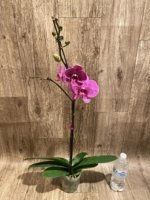 In Spikes Phalaenopsis Pink Leopard (4.5" Pot) - Image 6