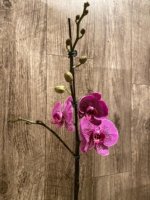 In Spikes Phalaenopsis Pink Leopard (4.5" Pot) - Image 5