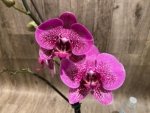 In Spikes Phalaenopsis Pink Leopard (4.5" Pot) - Image 4