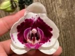Double Spikes Phalaenopsis Novelty (4.5" pot)