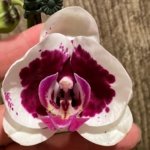 Double Spikes Phalaenopsis Novelty (4.5" pot)
