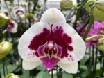 Double Spikes Phalaenopsis Novelty (4.5" pot) - Image 2