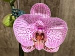 In Spike Phalaenopsis New Hybrid Novelty (4.5" pot)