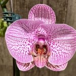 In Spike Phalaenopsis New Hybrid Novelty (4.5" pot)