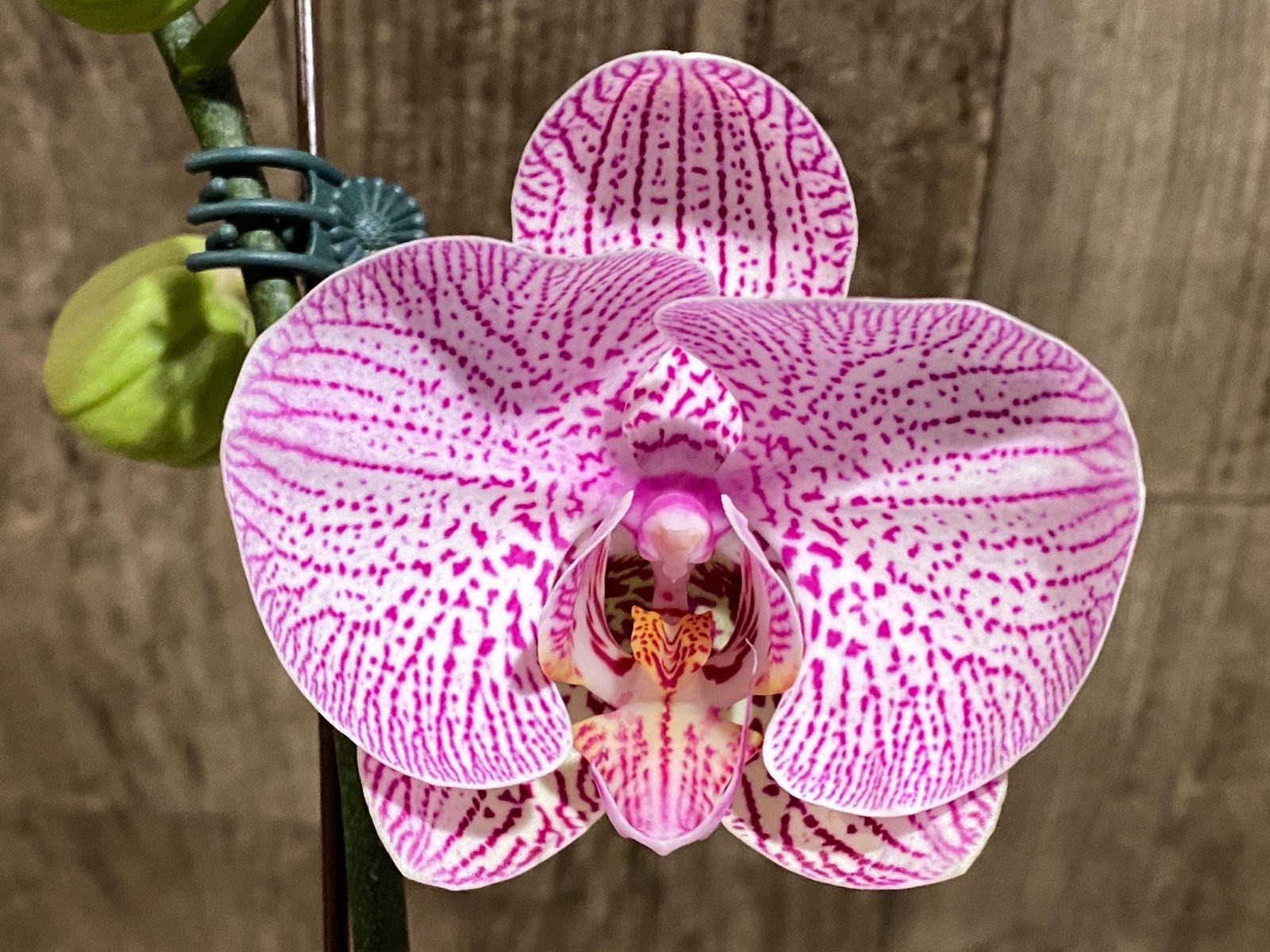 il_fullxfull.8463252075_2or0.jpg In Spike Phalaenopsis New Hybrid Novelty (4.5" pot) - Image 1