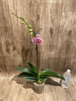 In Spike Phalaenopsis New Hybrid Novelty (4.5" pot) - Image 5