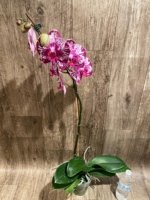 In Spike Phalaenopsis Shulong Happy Cat (4.5" pot) - Image 9