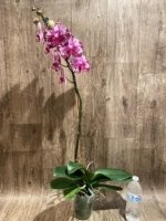 In Spike Phalaenopsis Shulong Happy Cat (4.5" pot) - Image 10