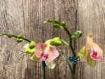 Double Spikes 1 Phalaenopsis Profar Galaxy Peloric + 1 Phalaenopsis Profar Galaxy (Double Plants) (4.5” pot) - Image 4