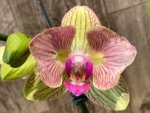 Double Spikes 1 Phalaenopsis Profar Galaxy Peloric + 1 Phalaenopsis Profar Galaxy (Double Plants) (4.5” pot) - Image 3