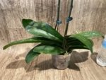 Double Spikes 1 Phalaenopsis Profar Galaxy Peloric + 1 Phalaenopsis Profar Galaxy (Double Plants) (4.5” pot) - Image 12