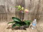 Double Spikes 1 Phalaenopsis Profar Galaxy Peloric + 1 Phalaenopsis Profar Galaxy (Double Plants) (4.5” pot) - Image 9